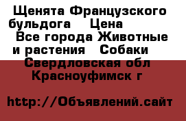 Щенята Французского бульдога. › Цена ­ 45 000 - Все города Животные и растения » Собаки   . Свердловская обл.,Красноуфимск г.